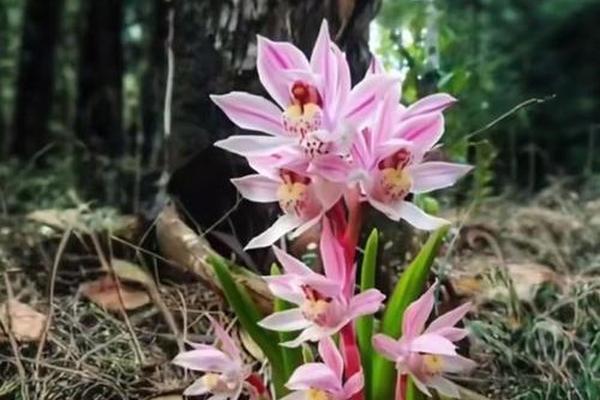 电影 野兰花