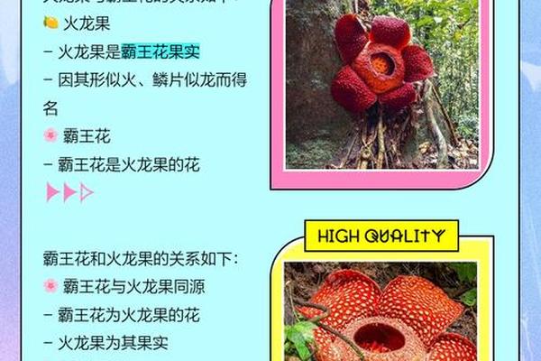 霸王花与霸王花