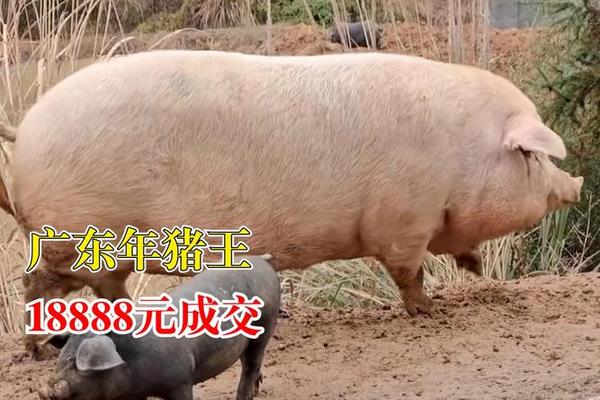 万秀猪王20130223