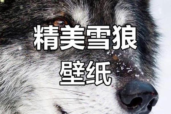 雪狼