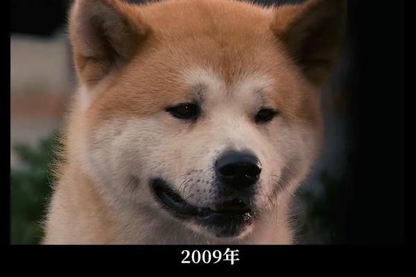 忠犬八公物语电影