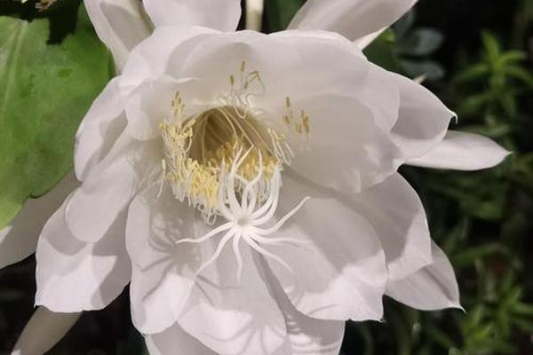 梦昙花