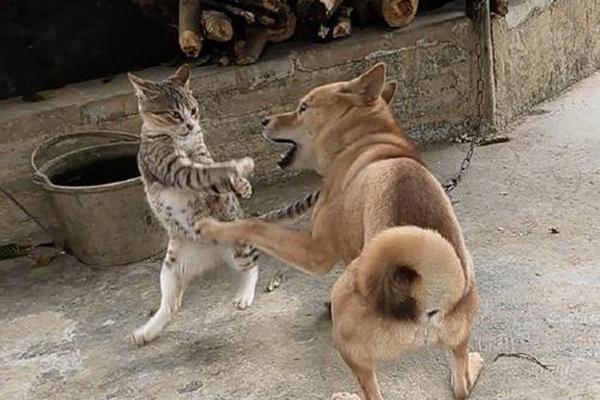 猫狗大战国语版
