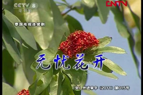 无忧花开中文版