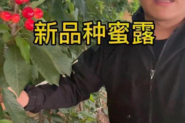 电影蜜露大樱桃