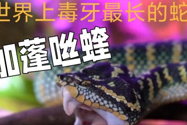 毒牙