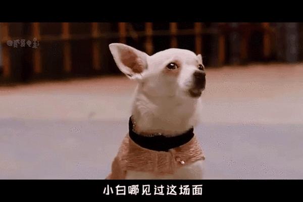 富贵吉娃娃电影