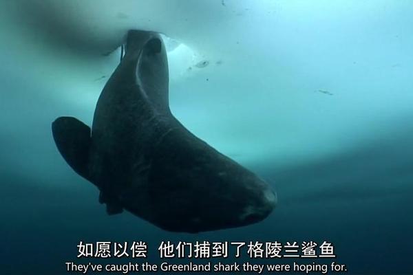 纪录片人类星球