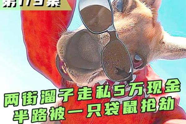 抢钱袋鼠