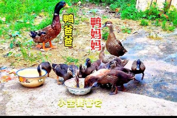 野鸭子续集
