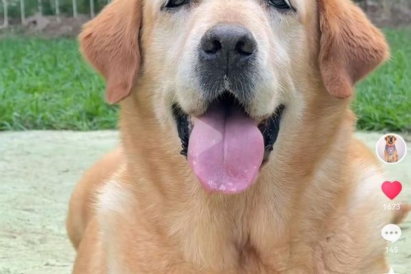 神犬小七