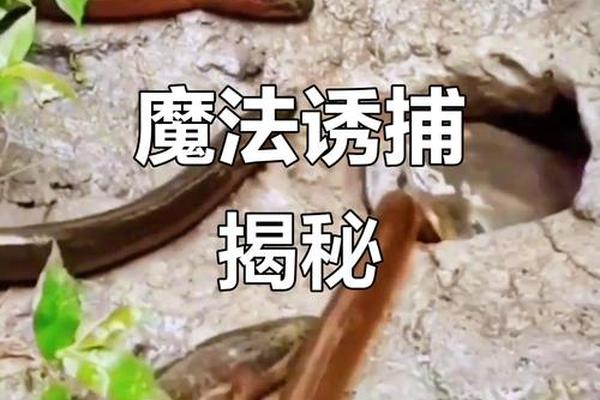 诱捕